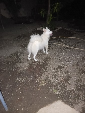 Pomeranian