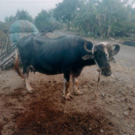 ભેંશ વેચવાની છે