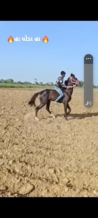 ઘોડો 3 વરસનો