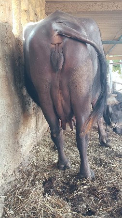 ભેંસ વેચવાની છે.3.જુવેતર