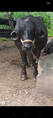 ભેંસ વેચવાની છે