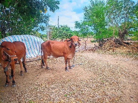 ગાય વેચવાની છે