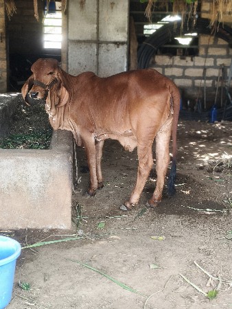 ગીર વાછડી વેચવાની છે