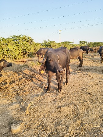 3 ખડેલા વેચવાના છે