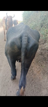 ખડાઈ વેચવાની છે