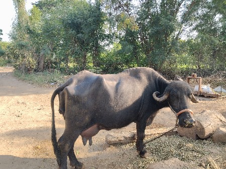 ભેંશ વેચવાનિ છે.