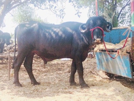 પાડો વેચવાનો છે