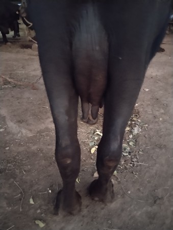 આ ખડેલી વેચવાનીછે