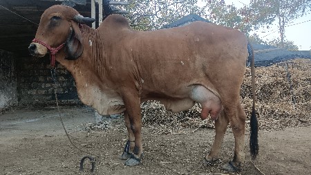 બે ગાયો વેચવાની છે