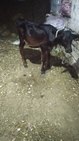 વાસડી આપવાની સે