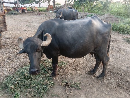 ભેંસ