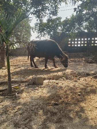 ભેંશ વેશવાની છે
