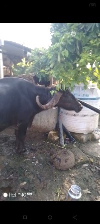 ભેંસ વેચવાની છે ગાભણી