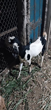 9913976159