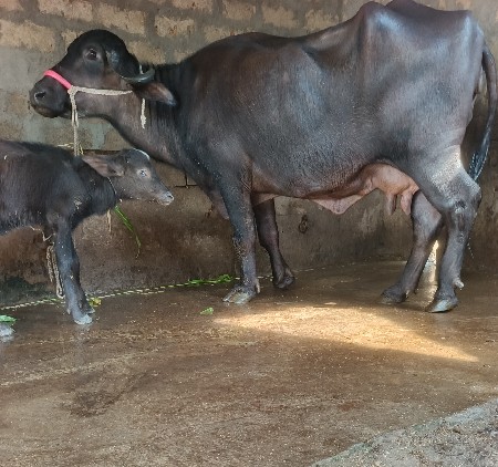 ખડૅલી વૅચવાની છૅ
