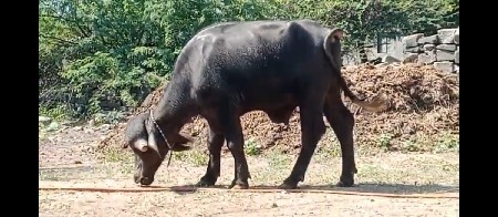 જાફરાબાદી પાડો