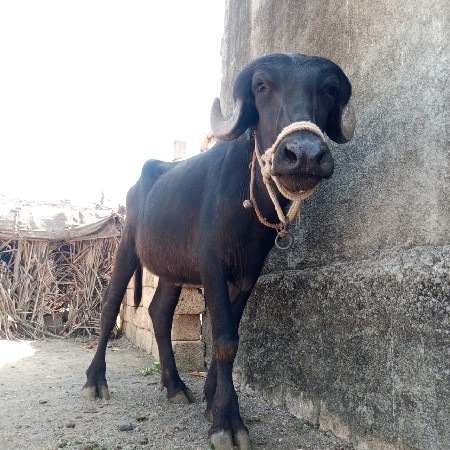 ખડે લોઢી વાળા નો છે