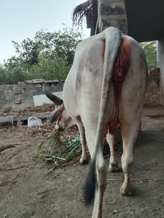 પેલા વેતર ની હોડકી વેચવા ની સે