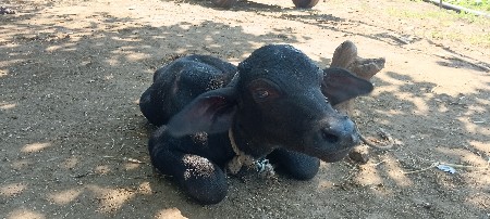 પાડો વેચવાનો છે