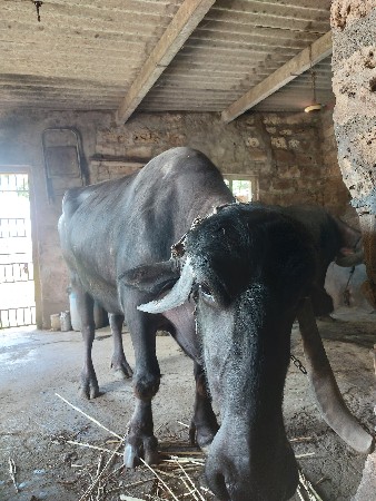 ભેંશ વેંસવાની છે.
