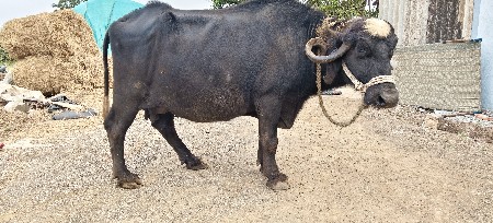 ભેંસ વેચવાની છે