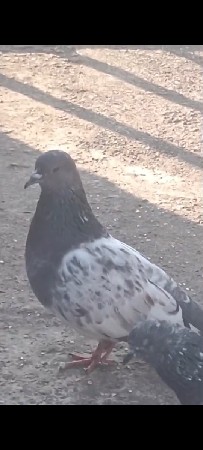 કબુતર