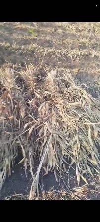 કળબ