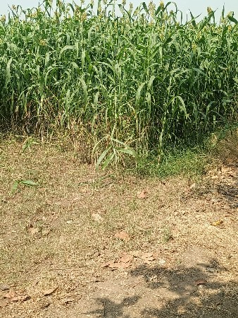 લીલી જૂવારનો ધેરો વેચવાનો છે