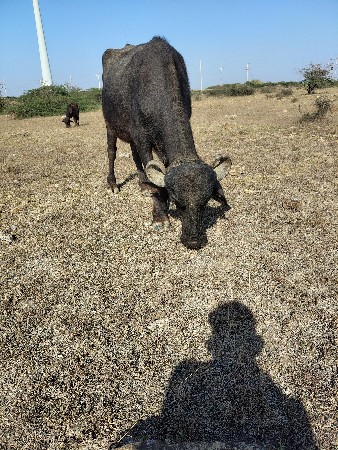 ખળેલી વેચવાની છે