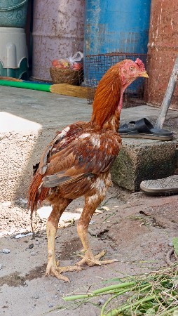 અસિલ મુરઘો વેચવાનો છે