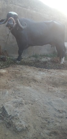 ખળેલી વેચવાની છે