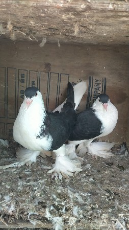 સિરાજી જોડી છે