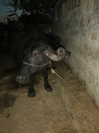 ભેંસ