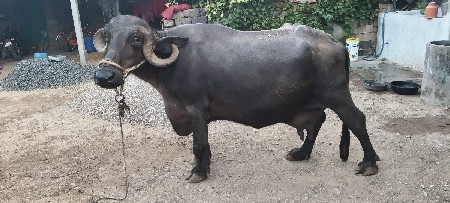 ભેંશ વેસવાની છે