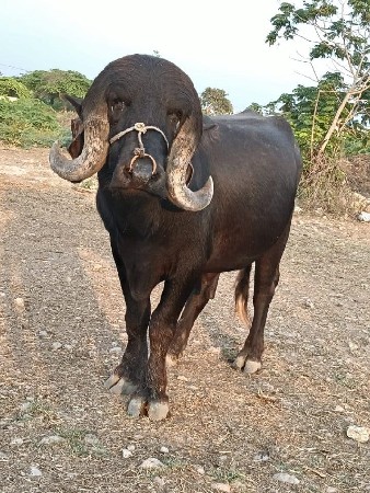 પાડો વેશવા નોસે જવાબદારી સાથે