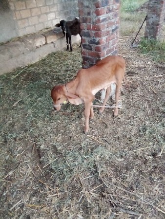 પેલુ વેતર હોડકી