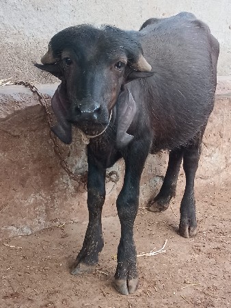 પાડો વેચવાનો છે