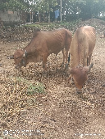 વેચવાના છે
