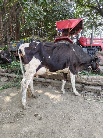 જરશી ક્રોસ ગાય વેચવાની છે