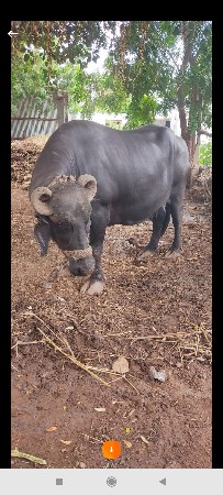 ભેંસ વેચવાની છે