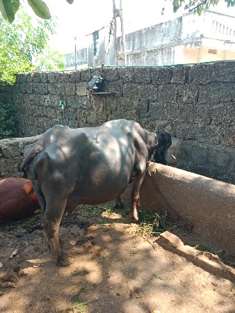 Vaswani se