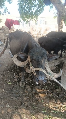 ભેંસ બે ધડેલા