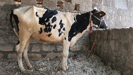 જર્સી ઓડકી વેચવાની છે