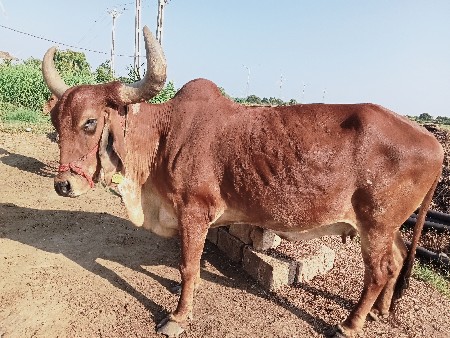 ગાય વેચવાની છે છઠ્ઠો મહિનો ચાલુ