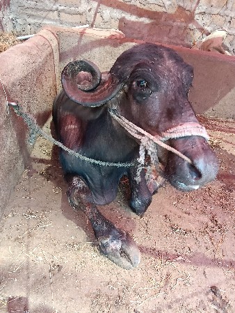 ભેંસ વેચવાની છે