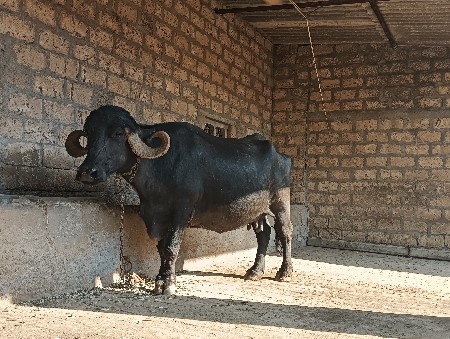 ભેંસ વેચવાની છે