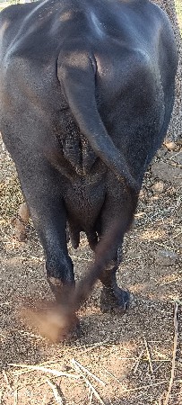 ભેંસ વેસવાની શે પ્યોર
