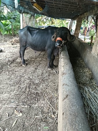પાડો