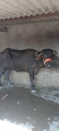 khadeli vechvani che