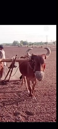 આ બળદ વેચવાનો છે